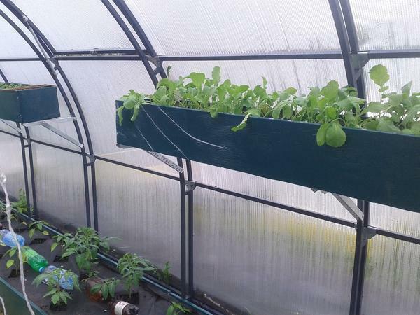 Lôžka v skleníku by mali byť umiestnené tak, aby rastliny získať maximálne množstvo slnečného svetla a tepla