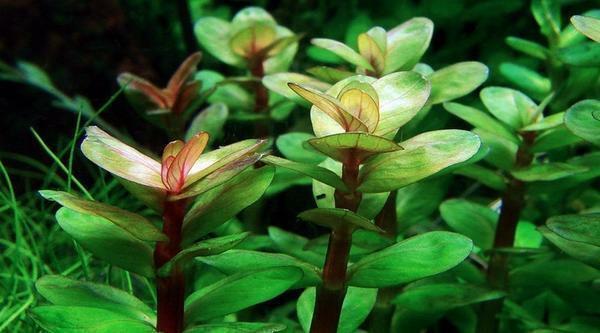 Ammāna Bonsai - ļoti gražīgs augs, kas nepieciešama, lai maksimāli aprūpi. Ja jums nav atbilst ieslodzījuma apstākļiem, krūms mirs