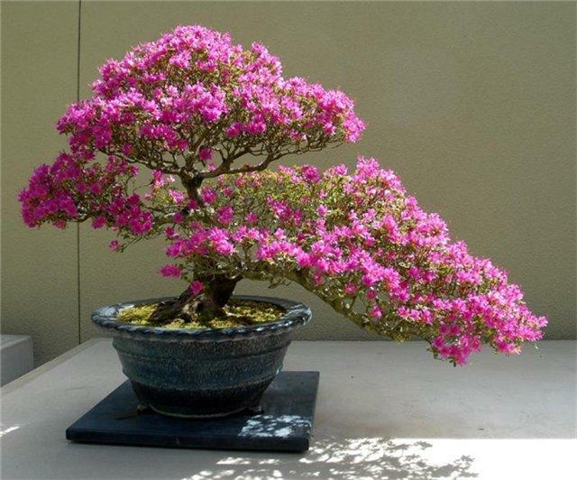 Japonés árbol bonsai: cereza, semillas de cedro y pino, foto bonsai, creciendo blanco, el cuidado de sakura