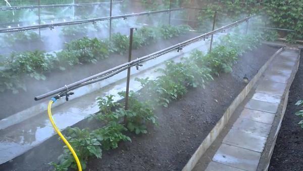 Bevattningssystem för växthus: deras egna händer växter, vattna bättre bevattning, hur man gör och hantera växthus