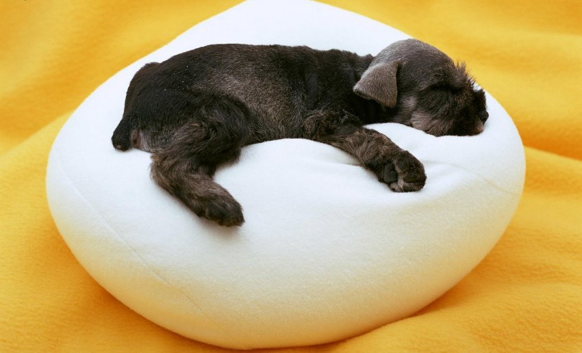 Tempat tidur untuk anjing dengan tangan atau berbagai produk di toko