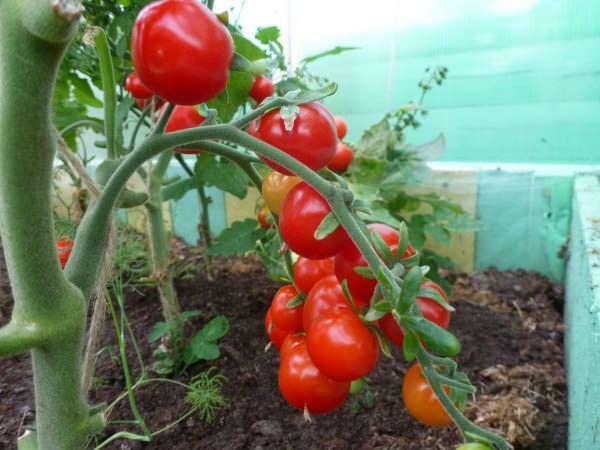 Galīgs tomātu šķirnes ir ierobežoti savā izaugsmē
