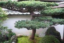 bonsai-träd traditionell trädgård-art-in-the-Fjärran Östern-of-Asia