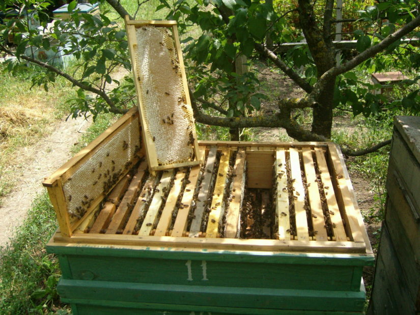 Pčele u košnici