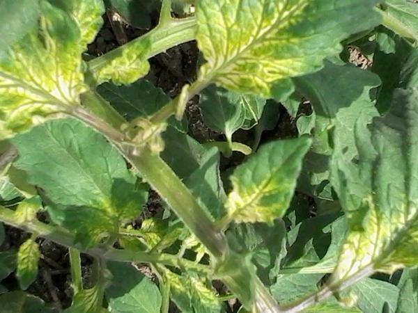 I tomat blade kan blive gul fra det, der ikke er observeret temperatur i drivhuset