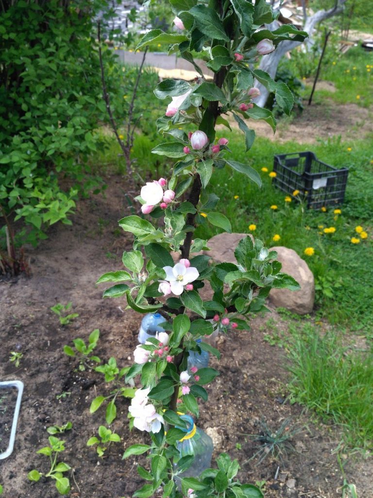 Virágzó oszlopos almafa