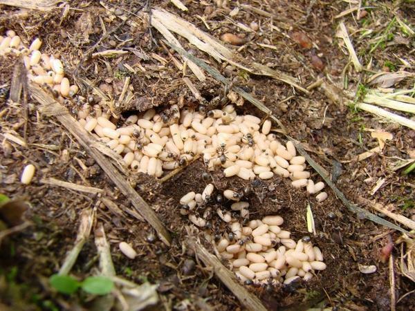 Muista, jos käsiteltäessä puutarha muurahaisia ​​käytät kemikaaleja, he voivat pysyä maaperässä