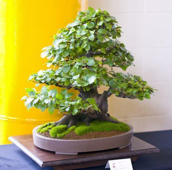 Beuken - is een belangrijke figuur in de kunst van bonsai. Deze plant wordt vaak naar musea en tentoonstellingen
