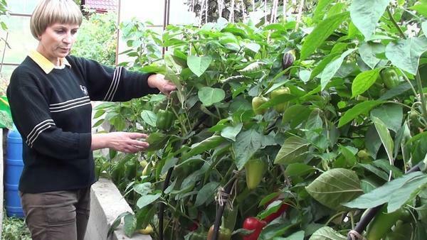 Comment planter les poivrons dans une serre: la culture et la plantation, à planter et à l'atterrissage, pour asseoir le système correctement