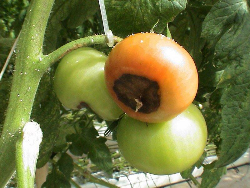 Doença de tomates na imagem estufa e tratamento: a luta para o tomate, lagartas comem policarbonato, pragas e doenças
