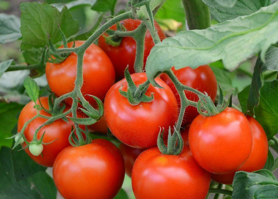 Por que não corar tomates em uma estufa, o que fazer para torná-lo mais rápido cantou o que fazer se os tomates maus inchar