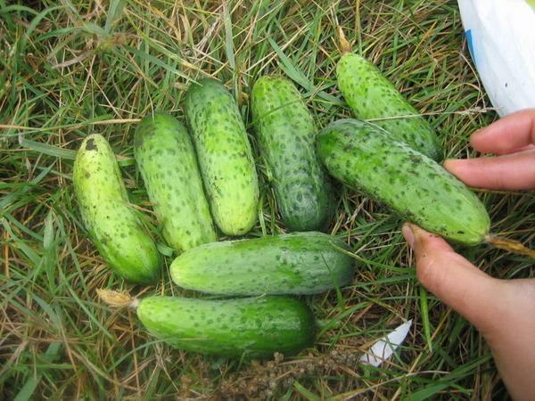 Para o cultivo de pepino em estufas subúrbios experientes jardineiros são aconselhados a escolher variedades de maturação precoce