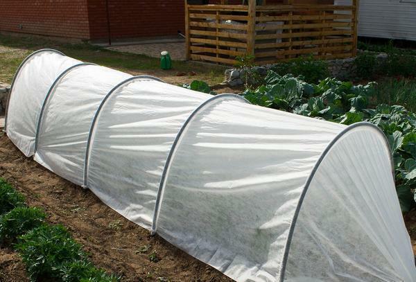 Greenhouse temporada de verão excelente para o cultivo de hortaliças para uso próprio