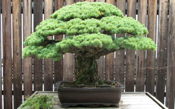 Bonsai într-un număr ideal de oală de arbori japonezi din diferite specii