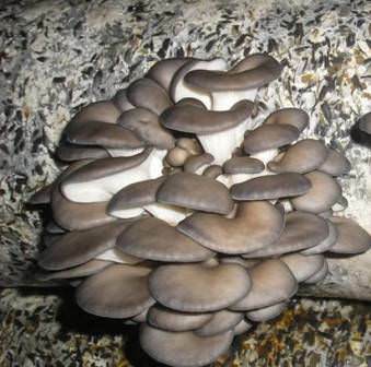 Les champignons poussent dans une serre peut même un profane