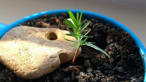 Dengan perawatan yang tepat, Anda dapat tumbuh dari biji mutlak setiap pohon