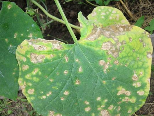 Muitas vezes, quando crescem os produtores de pepino são confrontados com o surgimento de podridão radicular em plantas