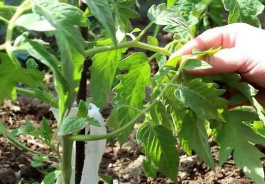 Grow tomaatit kasvihuoneessa vuoden, jos ne oikein poimia