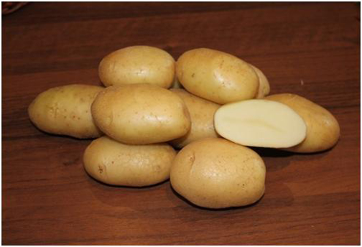 Kartupeļu šķirne Veiksme: apraksts, fotogrāfijas, raksturojums un pārskati, kā arī audzēšanas pazīmes