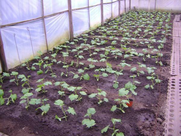 Una delle regole fondamentali della coltivazione di cetrioli - letti pulizia e l