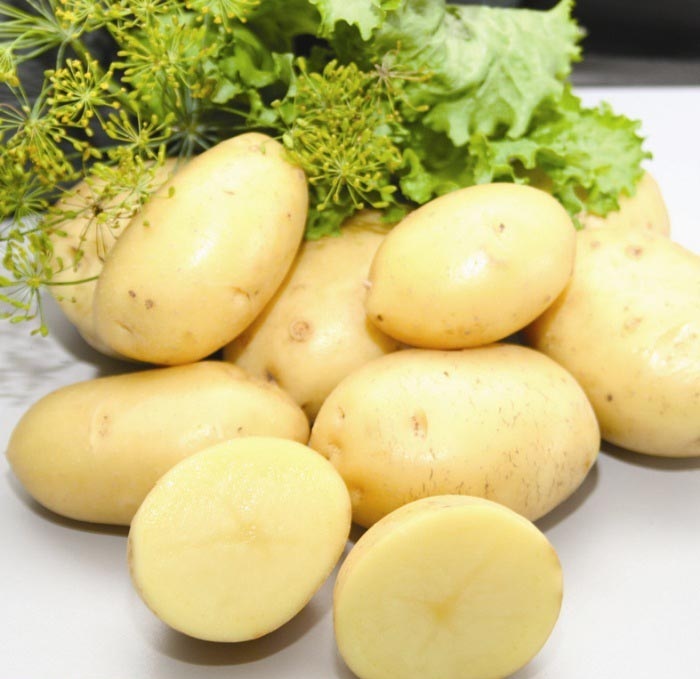 Kartupeļu šķirne Impala, apraksts, īpašības un pārskati, kā arī audzēšanas pazīmes