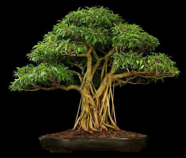 Sinun täytyy aloittaa muodostumista Ficus Benjamin, on välttämätöntä saavuttaa suurta rungon halkaisijan. Tärkeintä on vähitellen laajentaa pohjan puunrunko