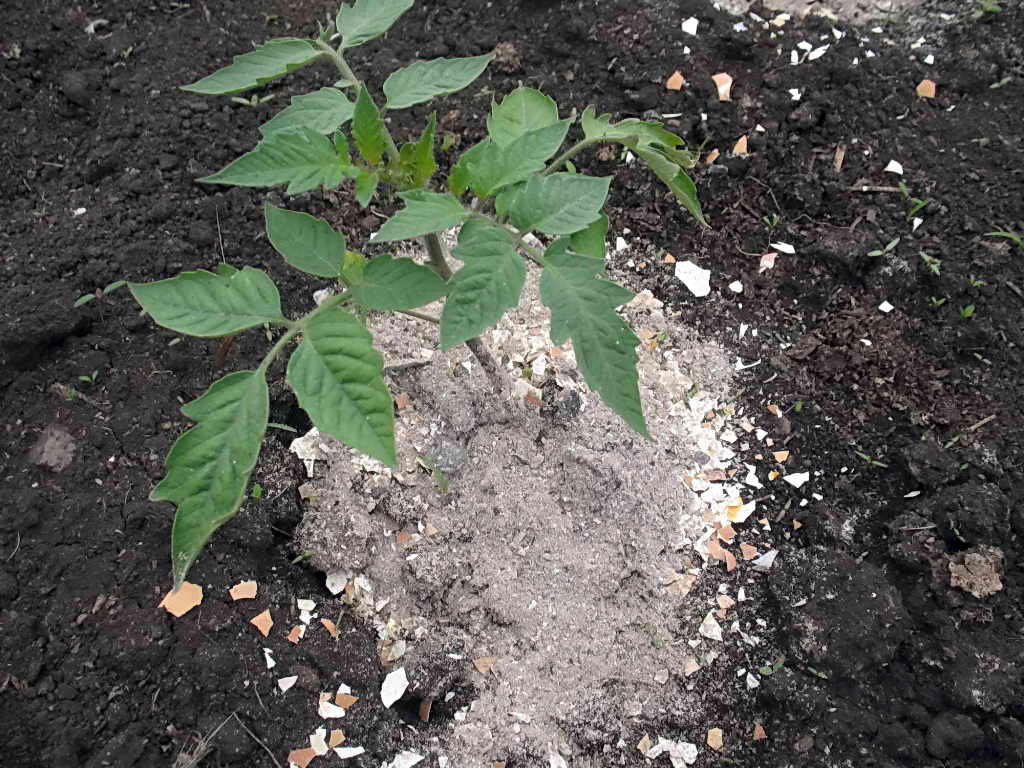Gödselmedel för tomater i växthus är mycket nödvändigt