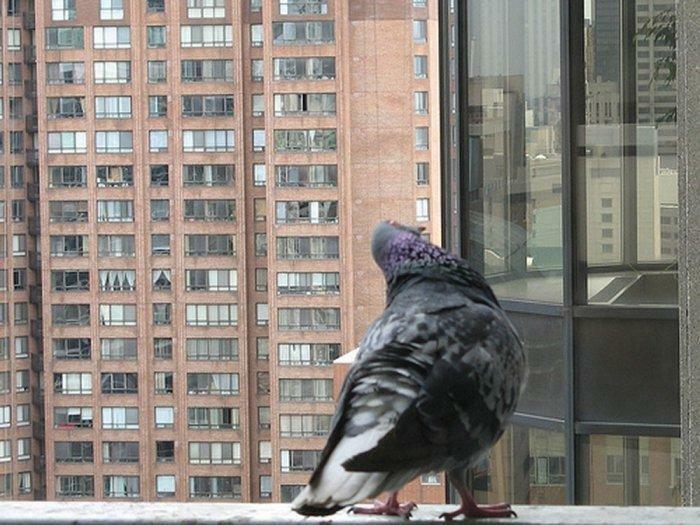 Kako da biste dobili osloboditi od golubova na balkonu: panika i odbiti od krova, a pogon za dijete, bjelilo kako voziti