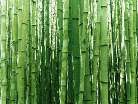 per carta da parati colla di bambù