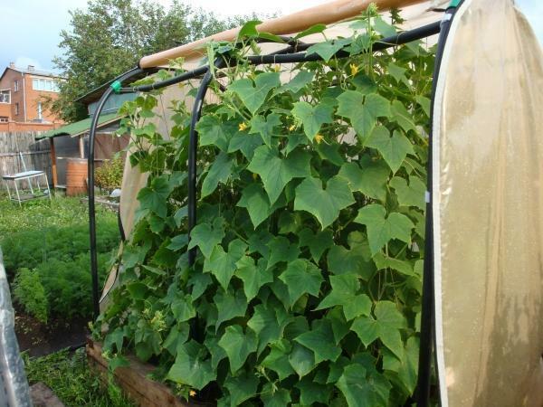 Drivhus for agurker kan gjøres for hånd