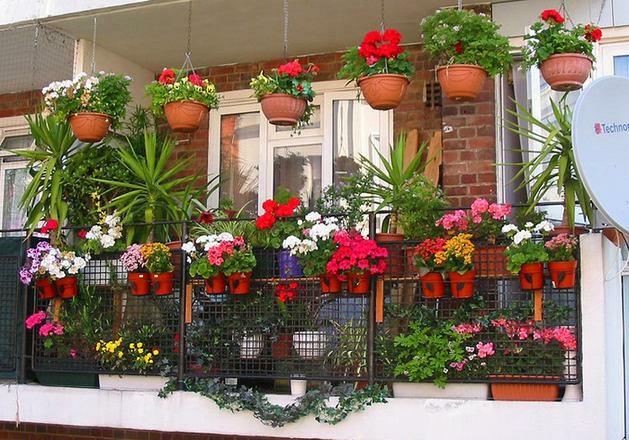 Decoration of the balcony: flowers and design, stand ampelnye, decorate the plants beautifully, photos and landscaping with their own hands