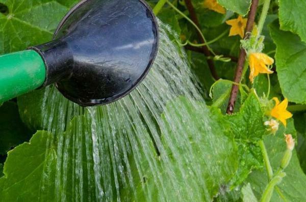 Hur för att bekämpa bladlöss i växthus: bli av med bladlöss, bladlössens behandling, medel för behandling av växthus, förstöra bladlöss