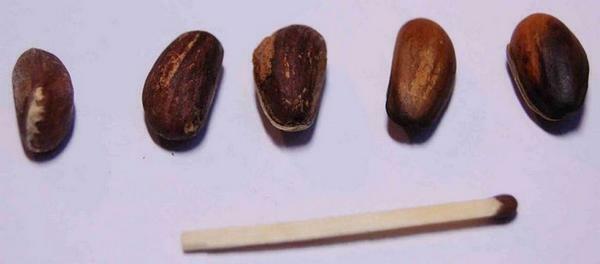 La corretta manutenzione del semi - la chiave per una lunga vita della flora del mondo