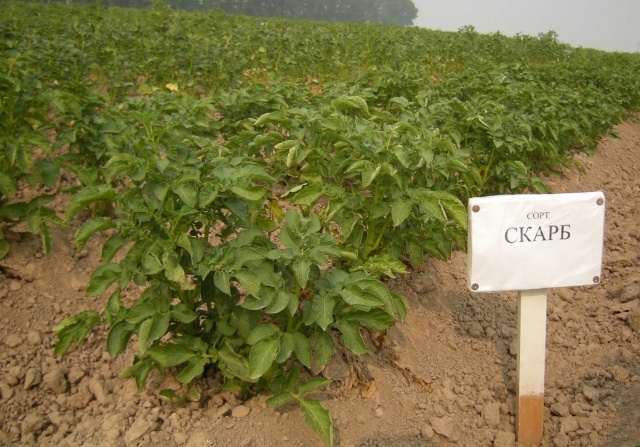 Varietate de cartofi de eșarfă, descriere, caracteristici și recenzii, precum și caracteristici de cultivare