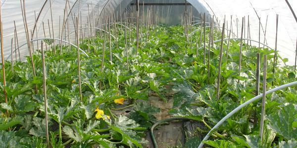 Crescente zucchine in serra ha diversi vantaggi