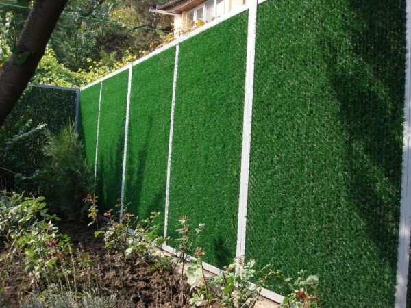 Hedge je tudi v kombinaciji z mrežo, jo zaprejo in ustvarja zeleno preprogo