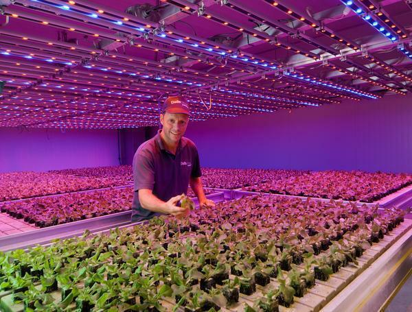 LED Lighting efeito favorável no crescimento das plantas