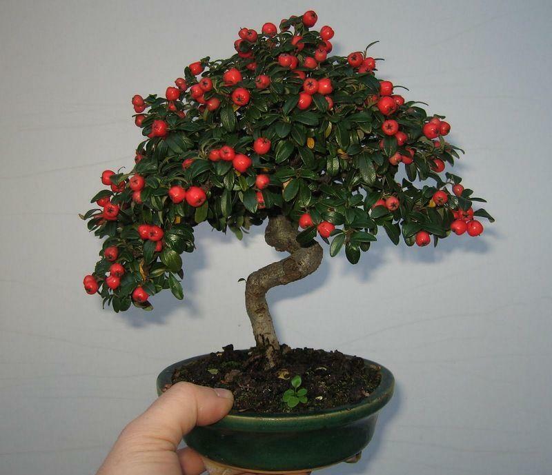 Cómo crecer bonsai en casa: a partir de semillas, el cuidado de la sala de sakura, cómo plantar y germinar Carmona