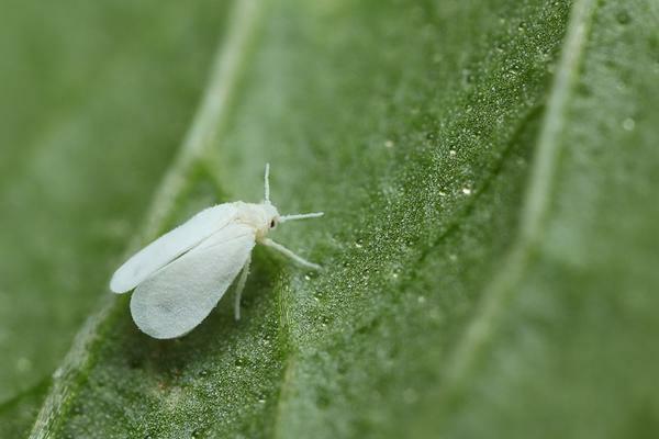 Whitefly pot fi detectate pe partea din spate a frunzelor