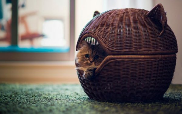 Elegante gatto di casa rotonda fatta di tubi di carta di giornale può diventare una vera e propria decorazione del vostro interno