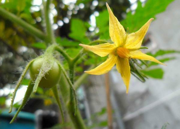 De zaden van de kas tomaten zelfbestuiving: hoe tomatenrassen welke medicijnen nodig zijn bestuiven, video