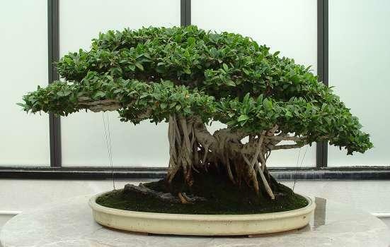 Ficus - cultura decorativo termofila, che spesso può essere trovato nelle nostre latitudini, soprattutto negli edifici