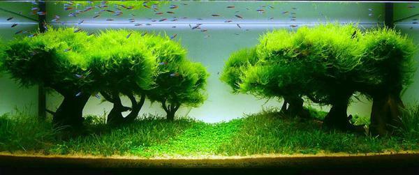 Some varieties of bonsai can grow in an aquarium