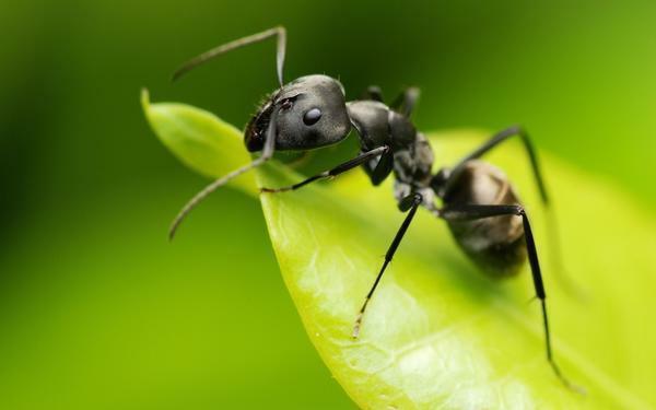 formigas pretas são as espécies mais abundantes