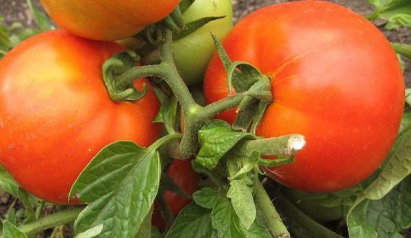 Hybridné paradajky Bulat dobre niesť ovocie a dozrievajú zavčas