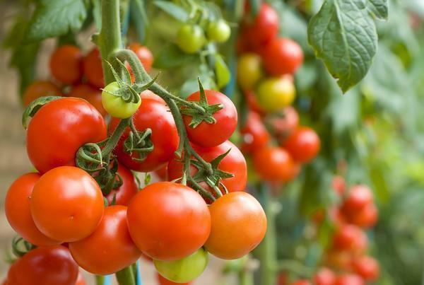 O melhor de tomate para as variedades de efeito estufa de policarbonato tomate sementes e híbridos precoces, algumas das plantas baixo crescimento