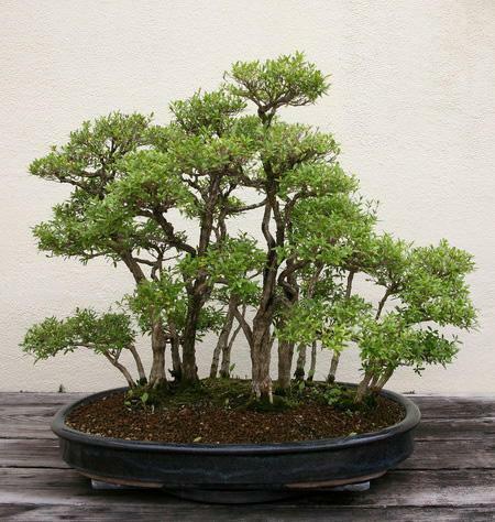 Membuat pot untuk bonsai tidak mudah, melainkan bunga dan menarik perhatian Anda