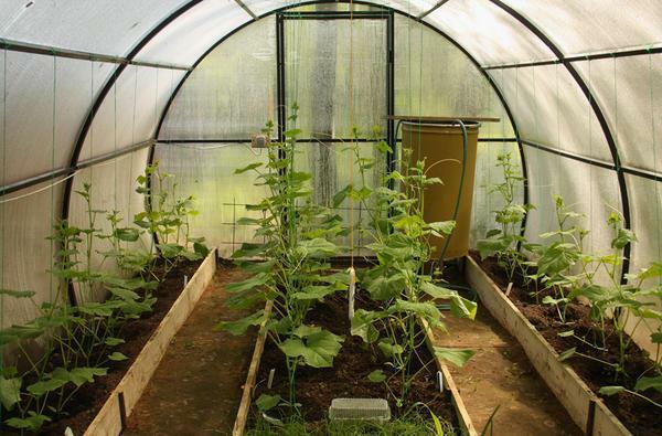 I en vis afstand agurk plantet i et drivhus: plantning diagram mellem plante end bredden af ​​en seng i et drivhus make