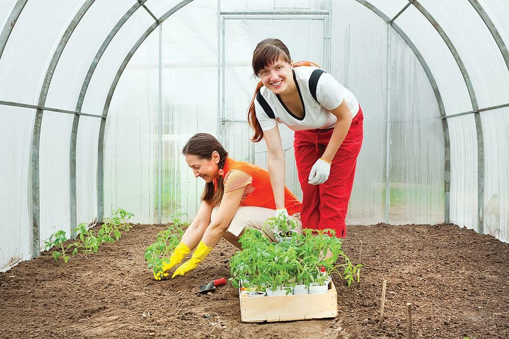 Při sázení sazenic ve skleníku polykarbonátu: jak pěstovat a doba výsadby, aby závod v dubnu av srpnu
