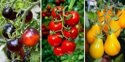 Ķiršu tomāti ir izturīgas pret slimībām, tie ir viegli augt